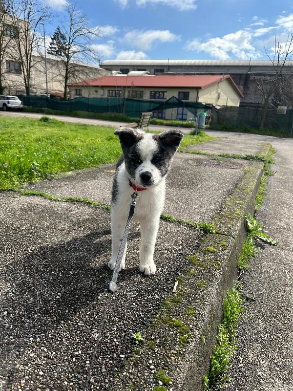 URGENTE cucciola di Akita - media 7